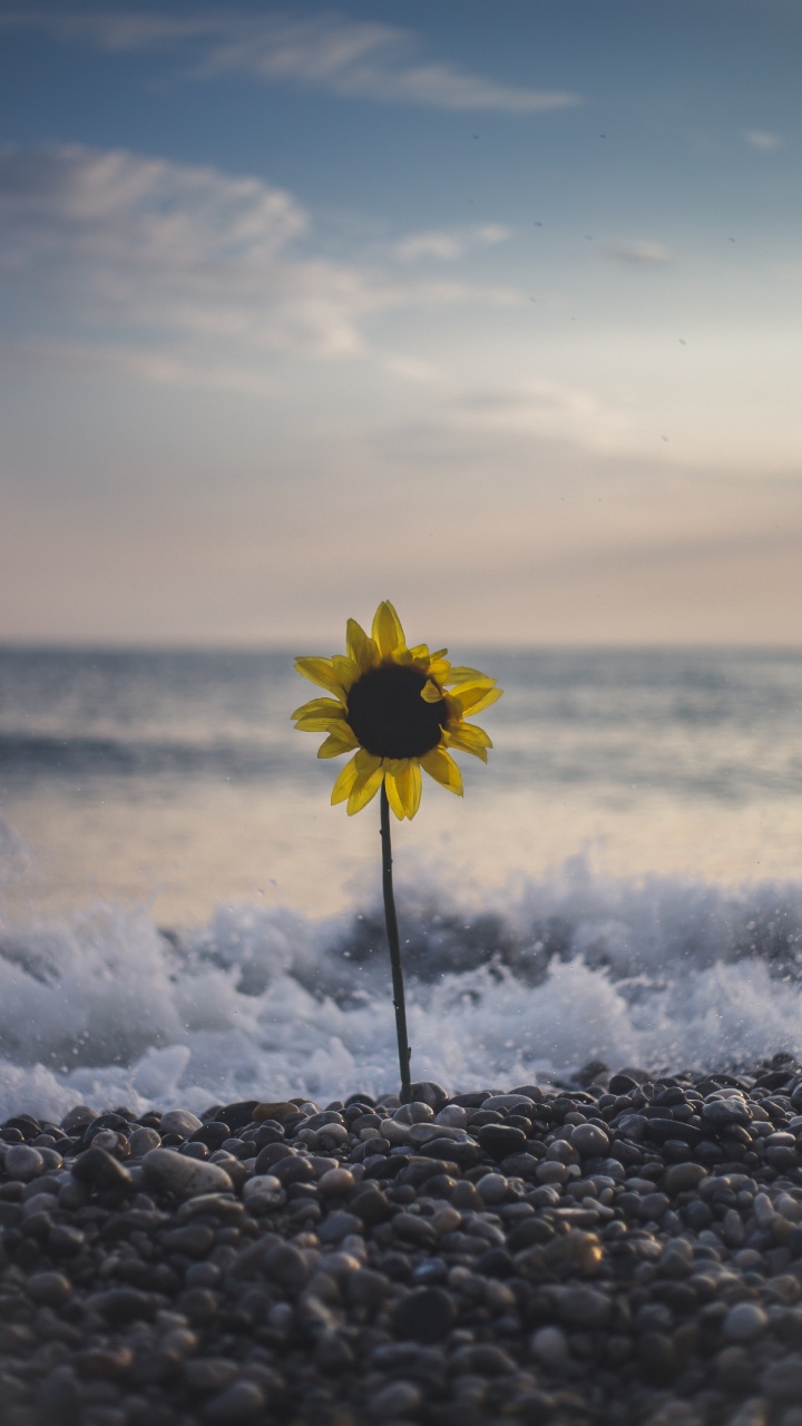 Обои природа, цветок, желтый, облако, подсолнечник в разрешении 720x1280