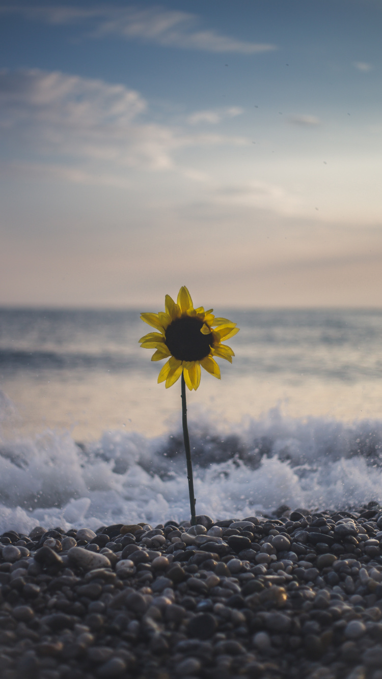 Обои природа, цветок, желтый, облако, подсолнечник в разрешении 750x1334