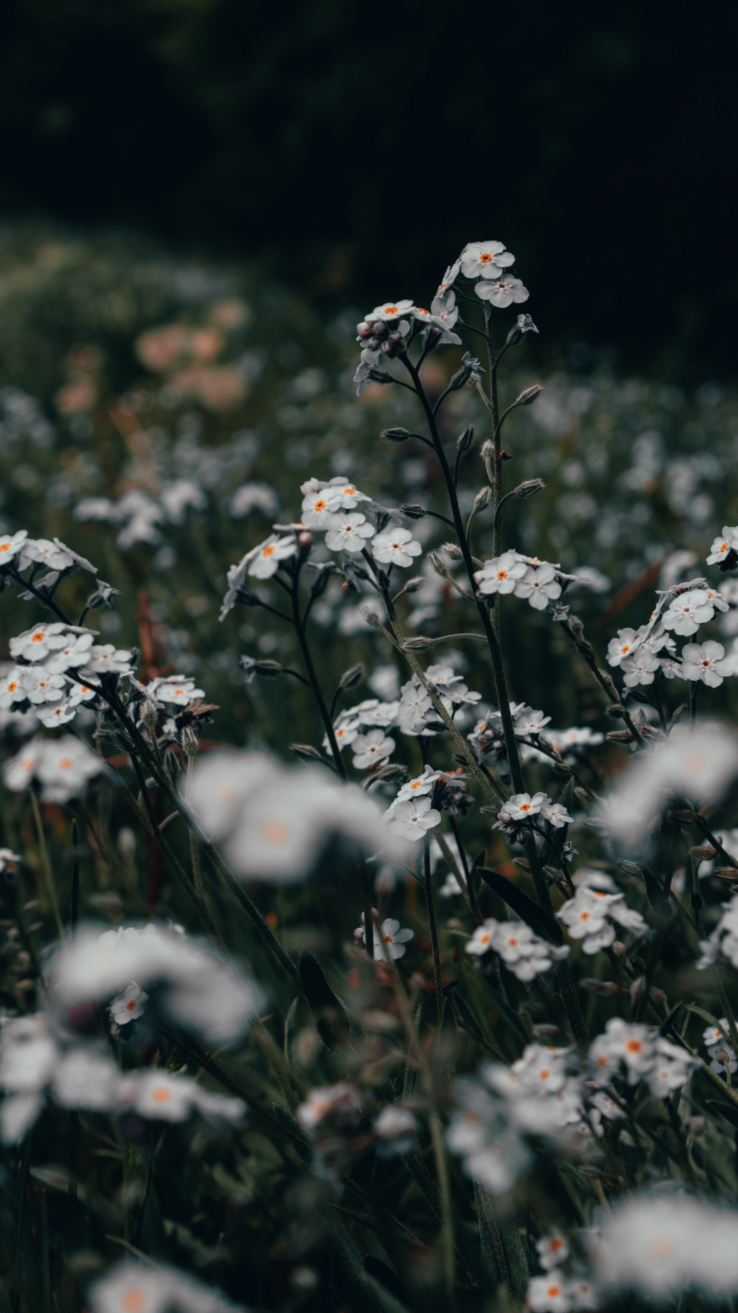 Обои цветок, полевой цветок, стебель растения, растение, цветковое растение в разрешении 1440x2560