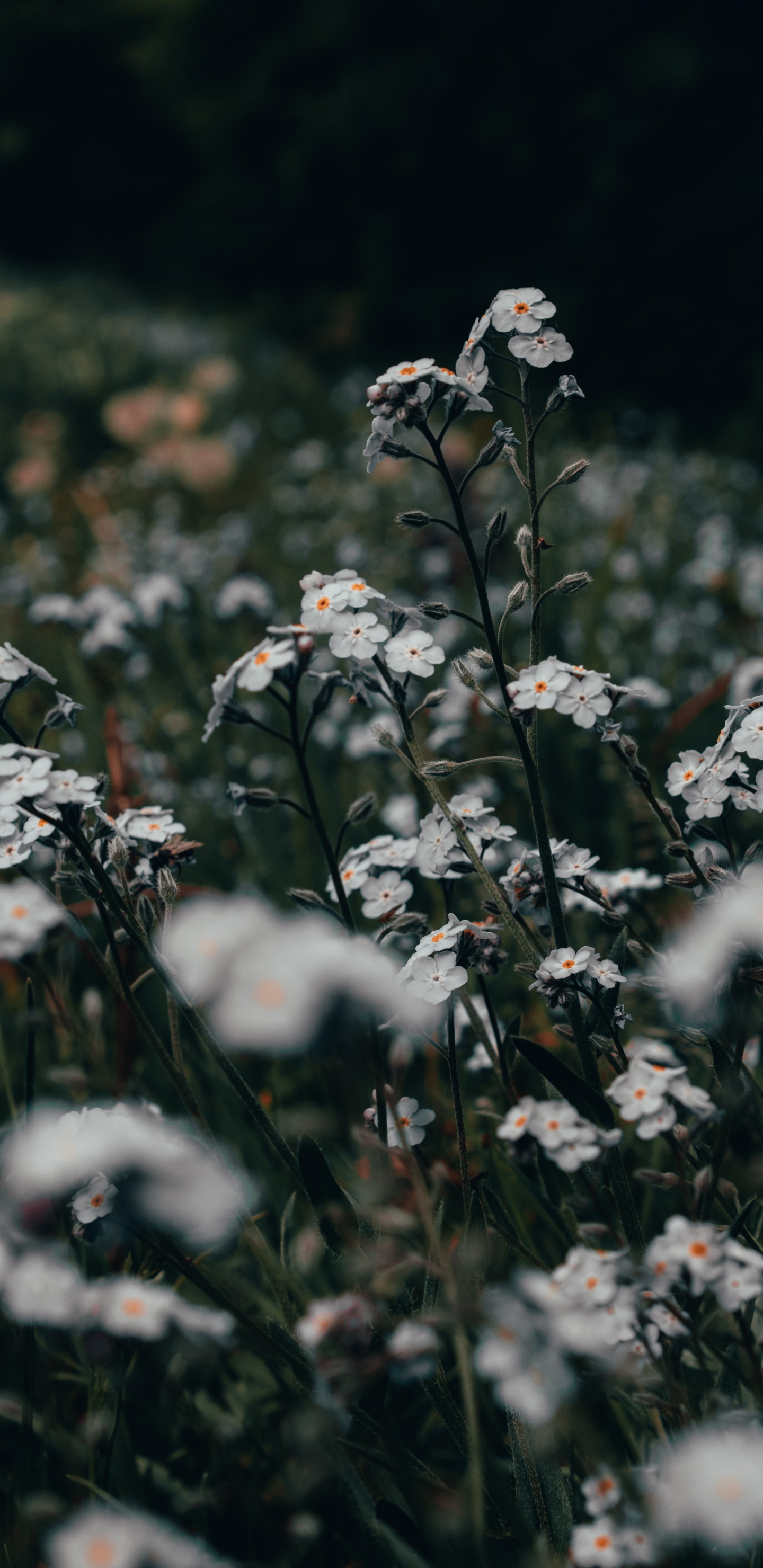 Обои цветок, полевой цветок, стебель растения, растение, цветковое растение в разрешении 1440x2960