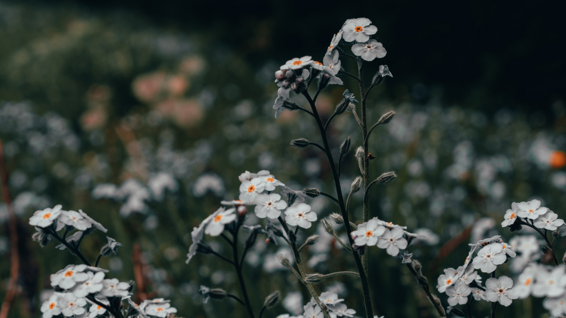 Обои цветок, полевой цветок, стебель растения, растение, цветковое растение в разрешении 1920x1080
