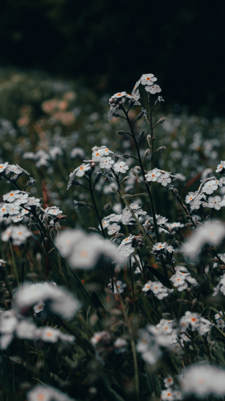 Обои цветок, полевой цветок, стебель растения, растение, цветковое растение в разрешении 750x1334