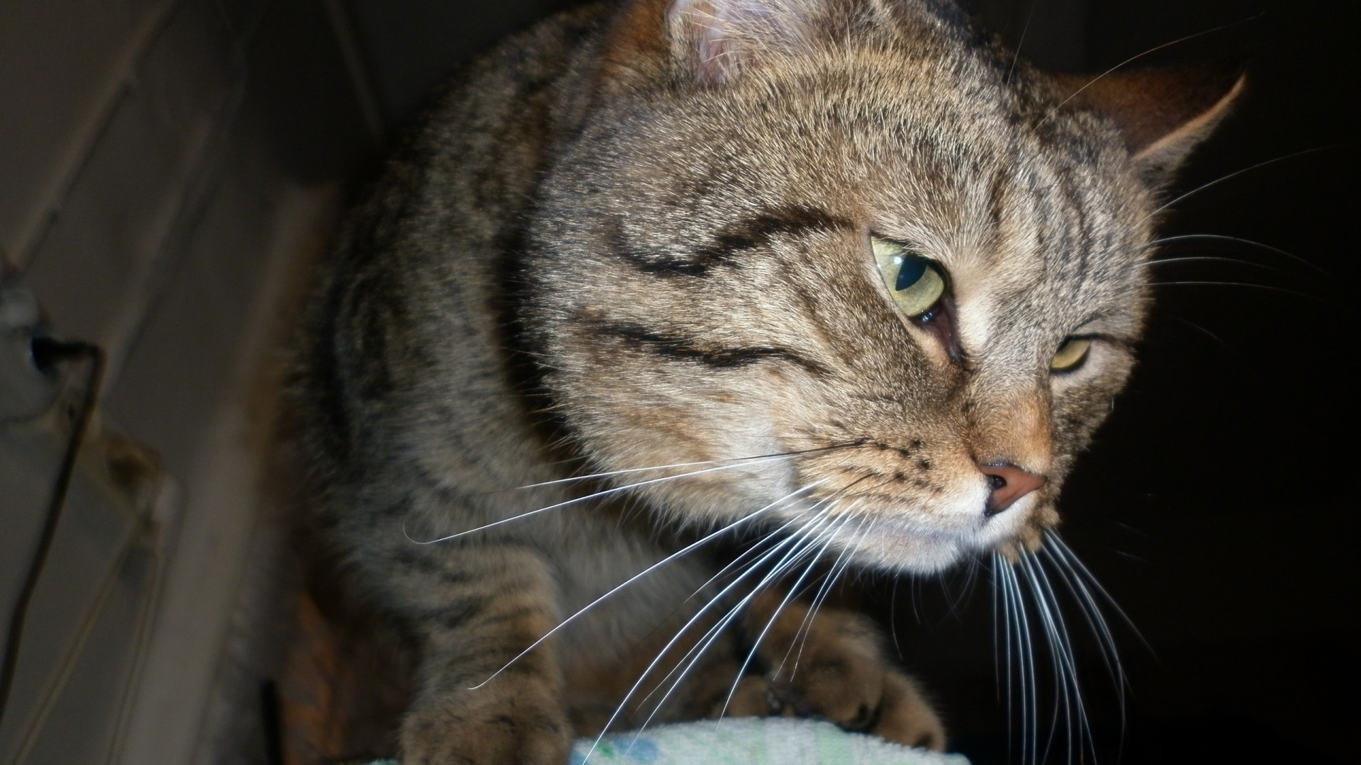 Обои полосатый кот, европейская короткошерстная, ли дракон, американская короткошерстная, тойгер в разрешении 1920x1080