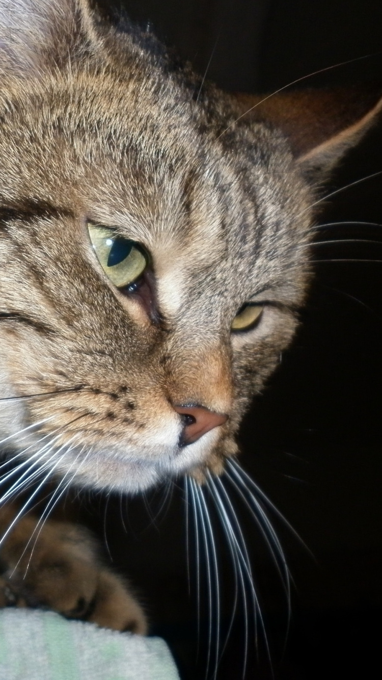 Обои полосатый кот, европейская короткошерстная, ли дракон, американская короткошерстная, тойгер в разрешении 750x1334