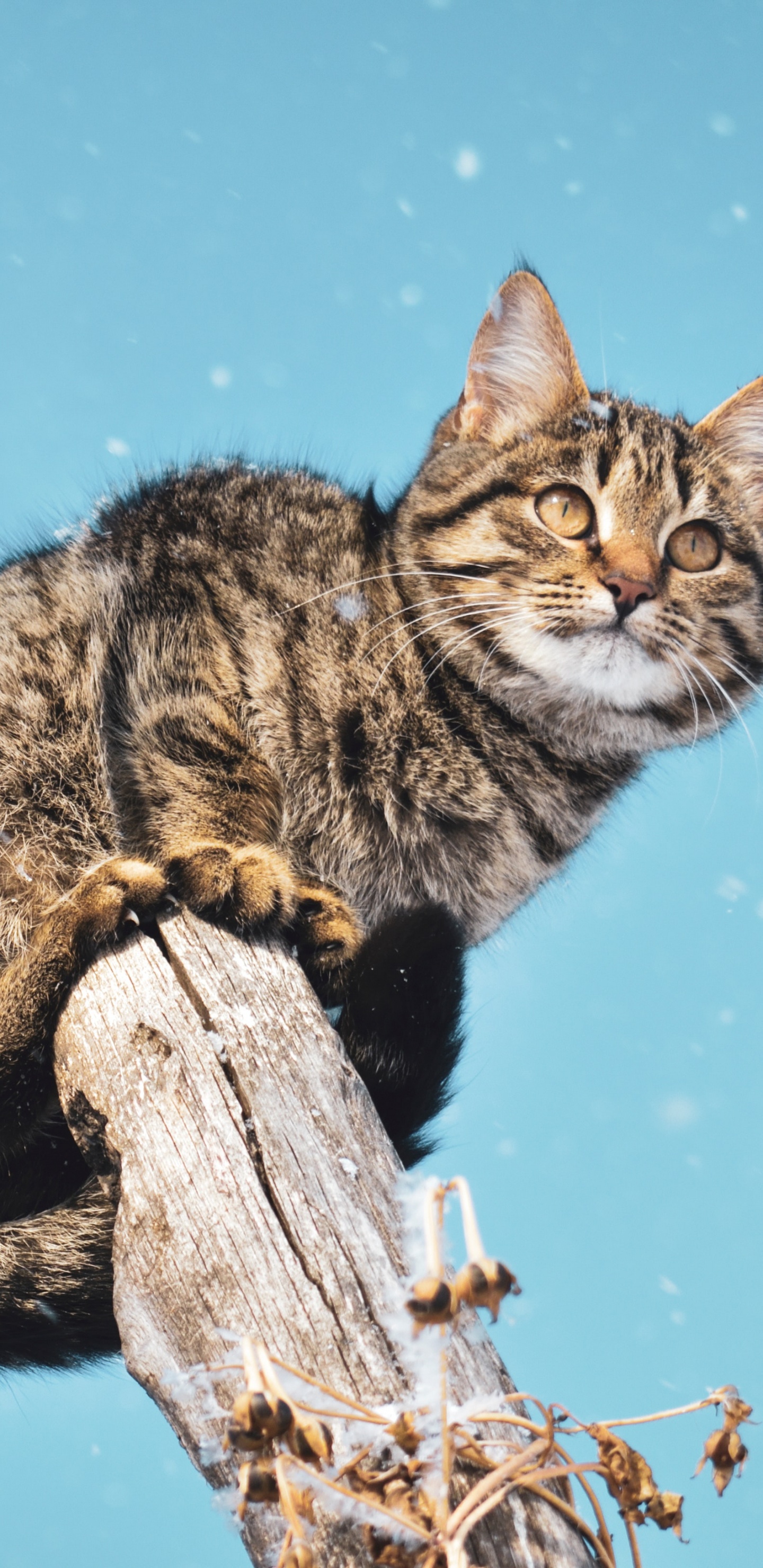 Обои кот, котенок, полосатый кот, кошачьих, бакенбарды в разрешении 1440x2960