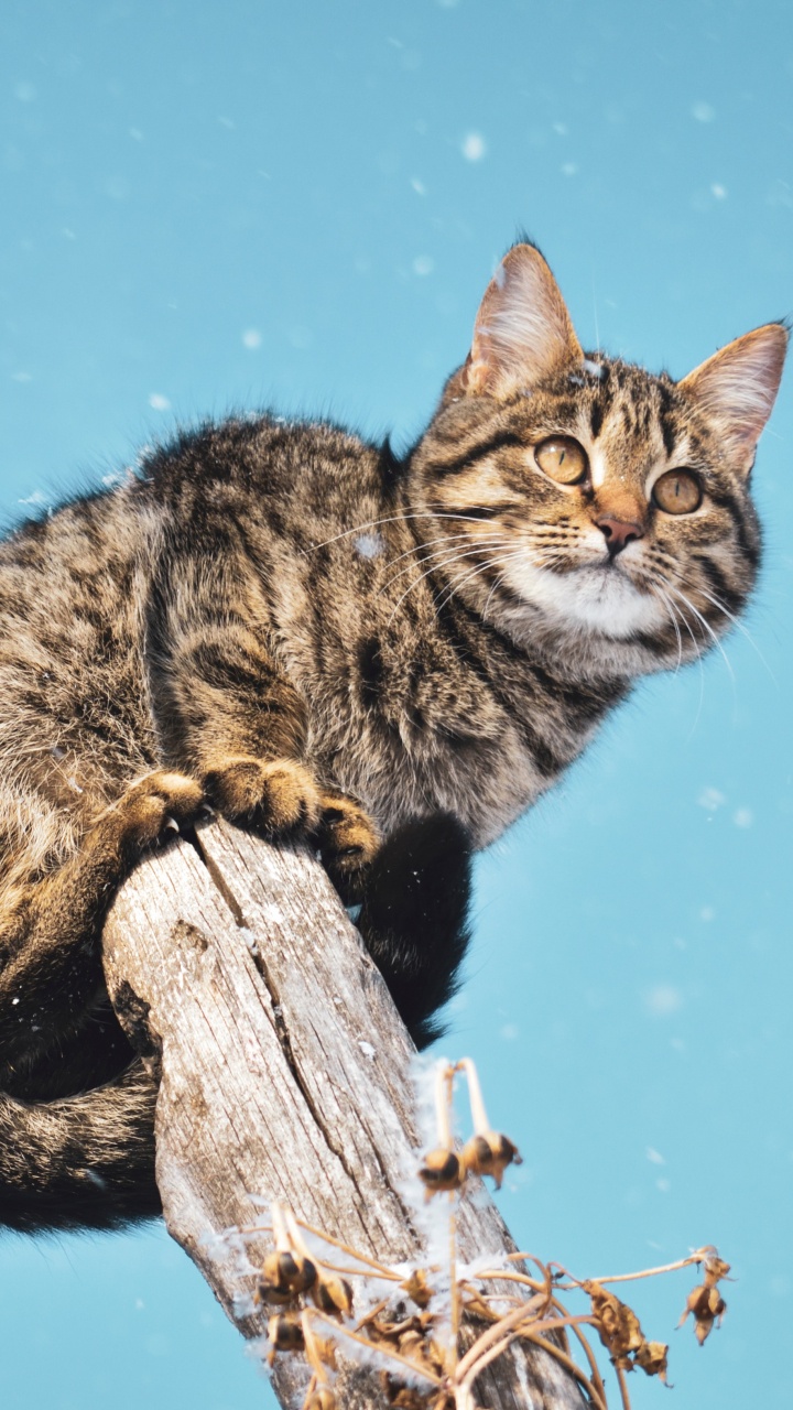 Обои кот, котенок, полосатый кот, кошачьих, бакенбарды в разрешении 720x1280