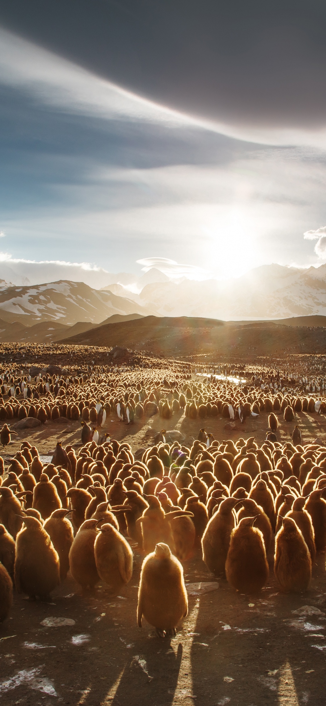 Обои путешествие, Антарктида, природа, стадо, нелетающая птица в разрешении 1125x2436