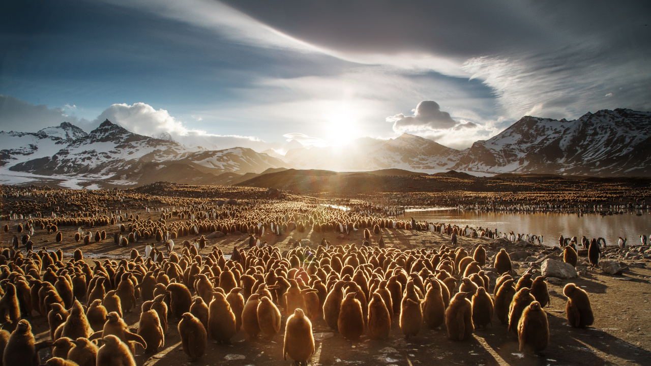 Обои путешествие, Антарктида, природа, стадо, нелетающая птица в разрешении 1280x720
