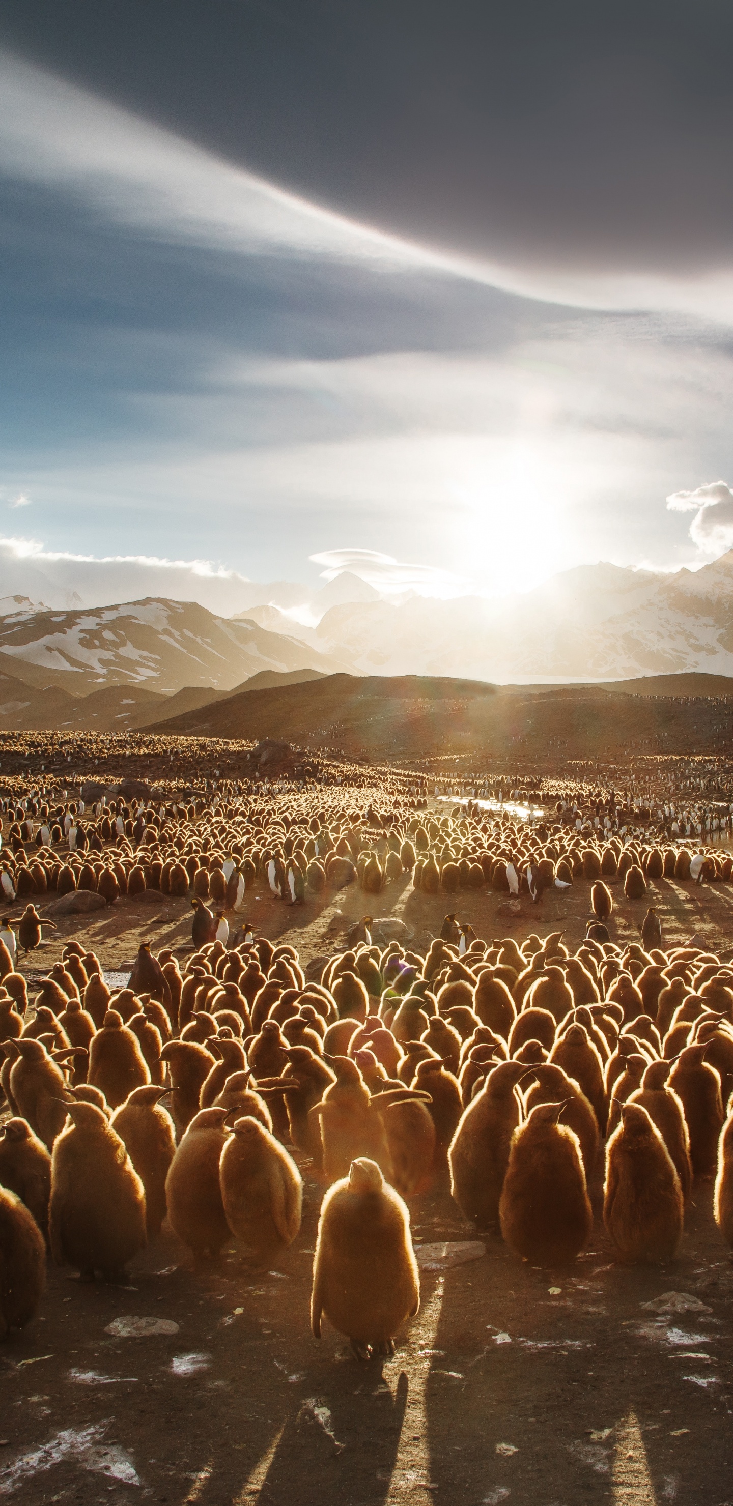 Обои путешествие, Антарктида, природа, стадо, нелетающая птица в разрешении 1440x2960