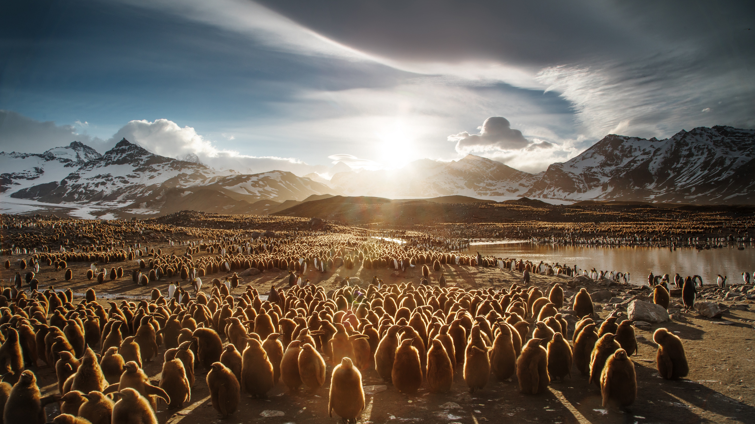 Обои путешествие, Антарктида, природа, стадо, нелетающая птица в разрешении 2560x1440