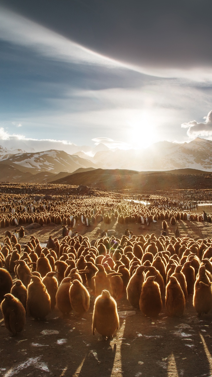 Обои путешествие, Антарктида, природа, стадо, нелетающая птица в разрешении 720x1280