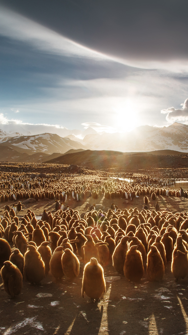 Обои путешествие, Антарктида, природа, стадо, нелетающая птица в разрешении 750x1334