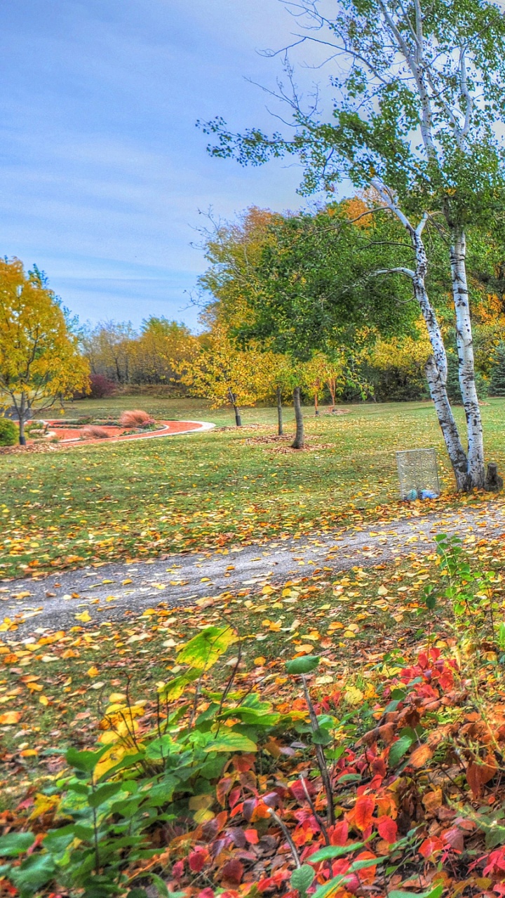 Обои дерево, осень, природа, растение, листопадные в разрешении 720x1280