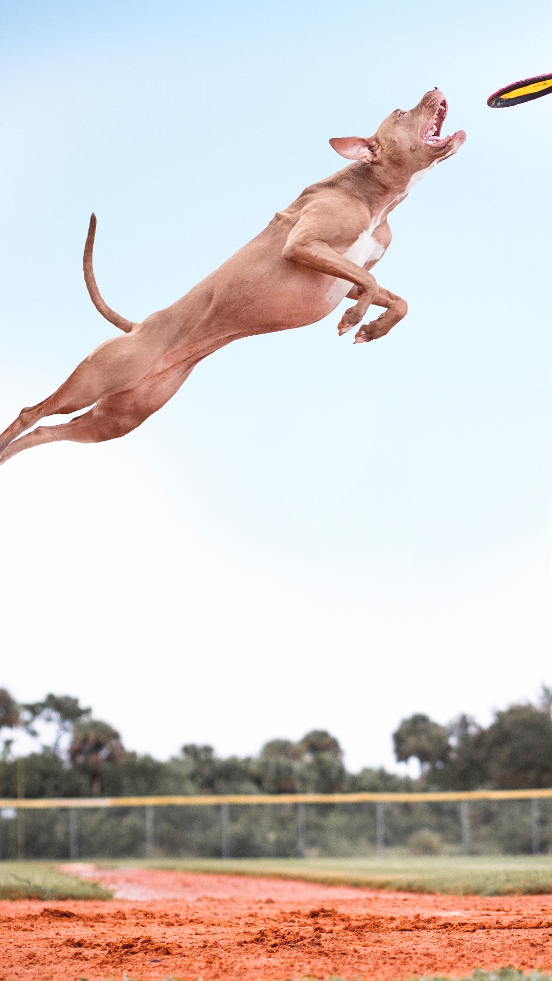 Обои пес, жест, растение, Счастлив, Люди в природе в разрешении 1080x1920