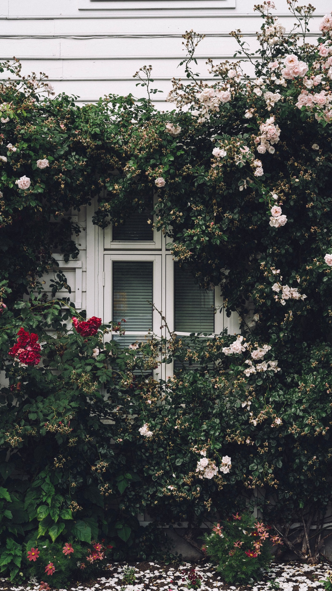 Обои окно, Хаус, родина, свойство, дерево в разрешении 1080x1920