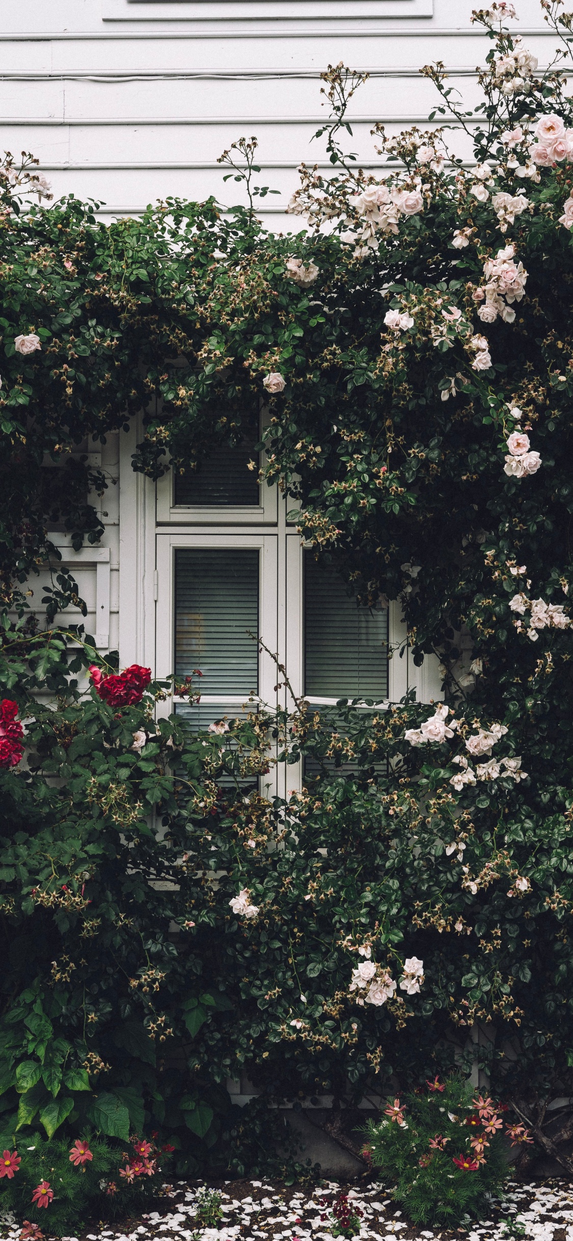 Обои окно, Хаус, родина, свойство, дерево в разрешении 1125x2436