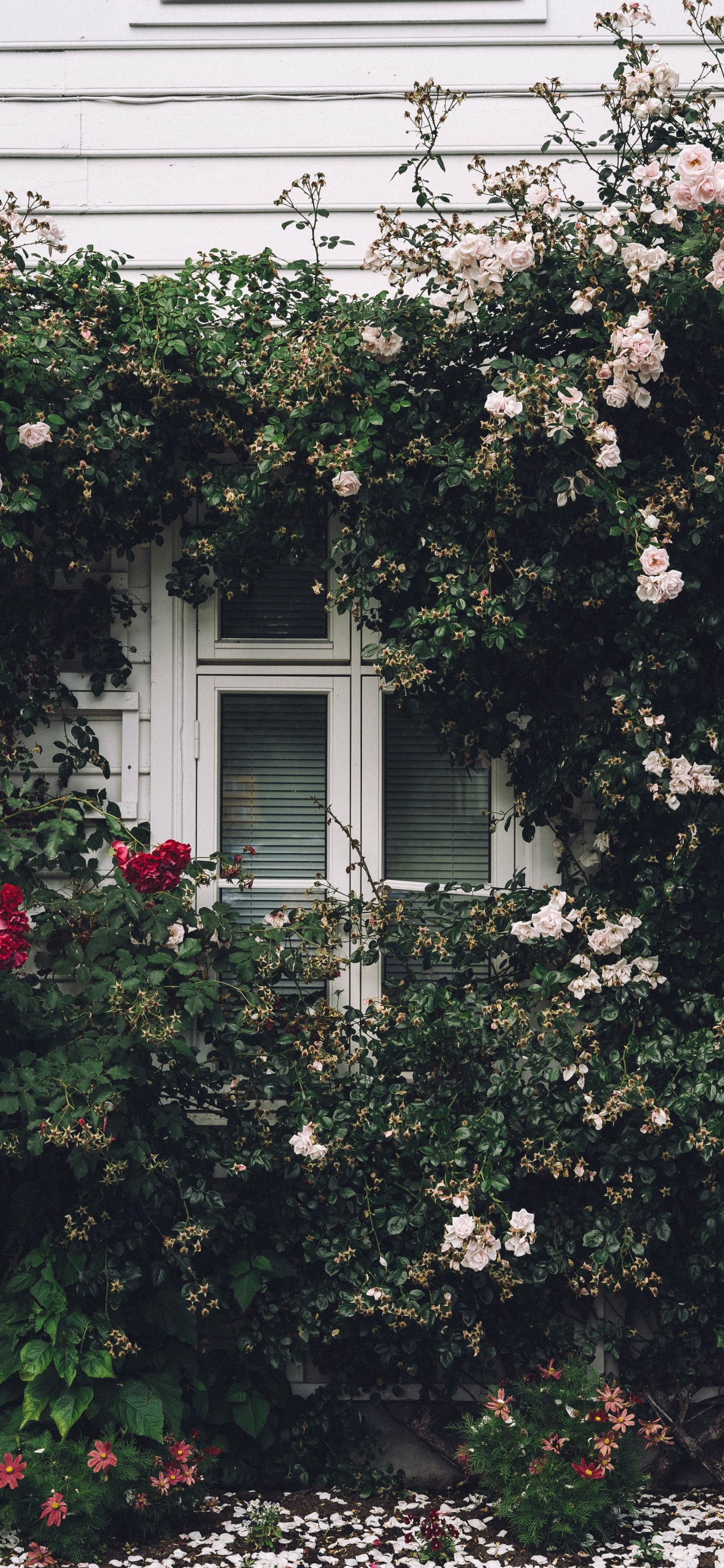 Обои окно, Хаус, родина, свойство, дерево в разрешении 1242x2688