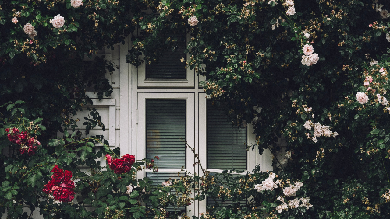 Обои окно, Хаус, родина, свойство, дерево в разрешении 1280x720