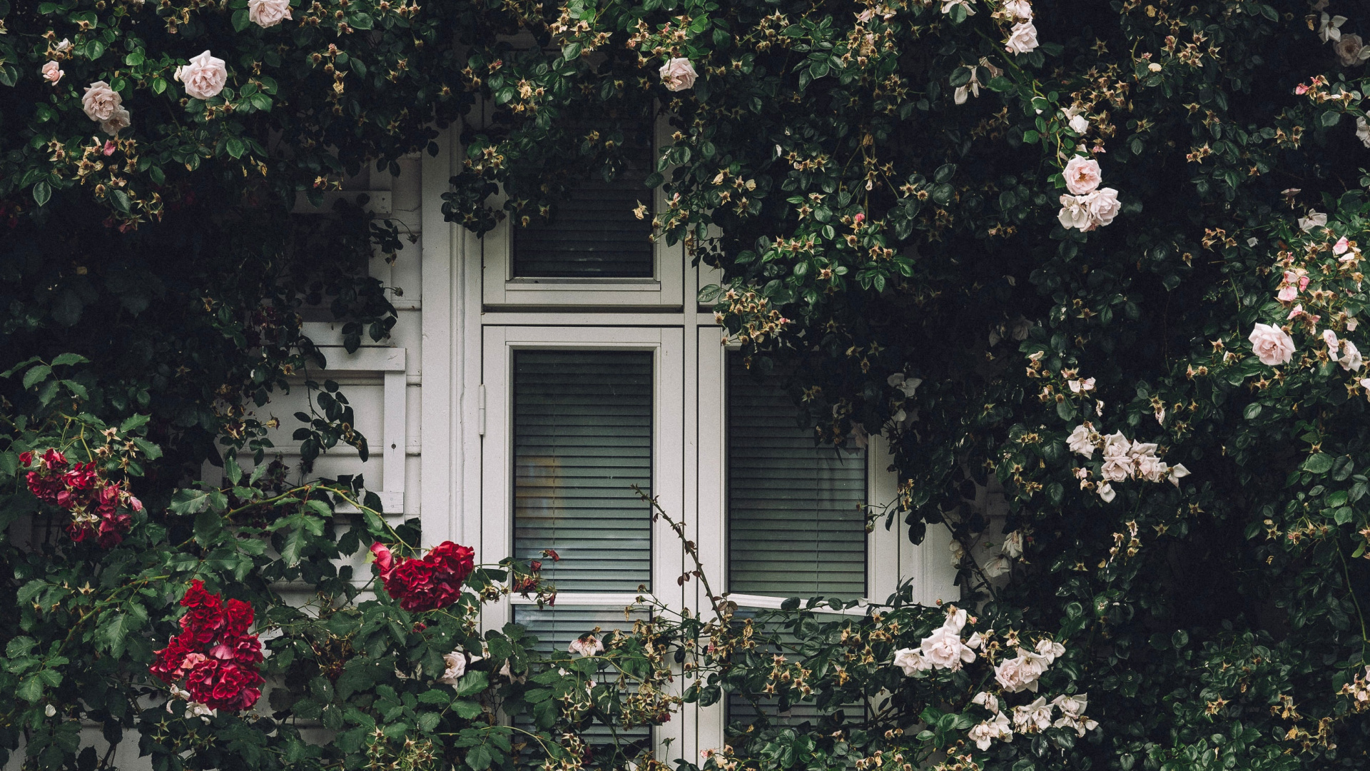 Обои окно, Хаус, родина, свойство, дерево в разрешении 1920x1080