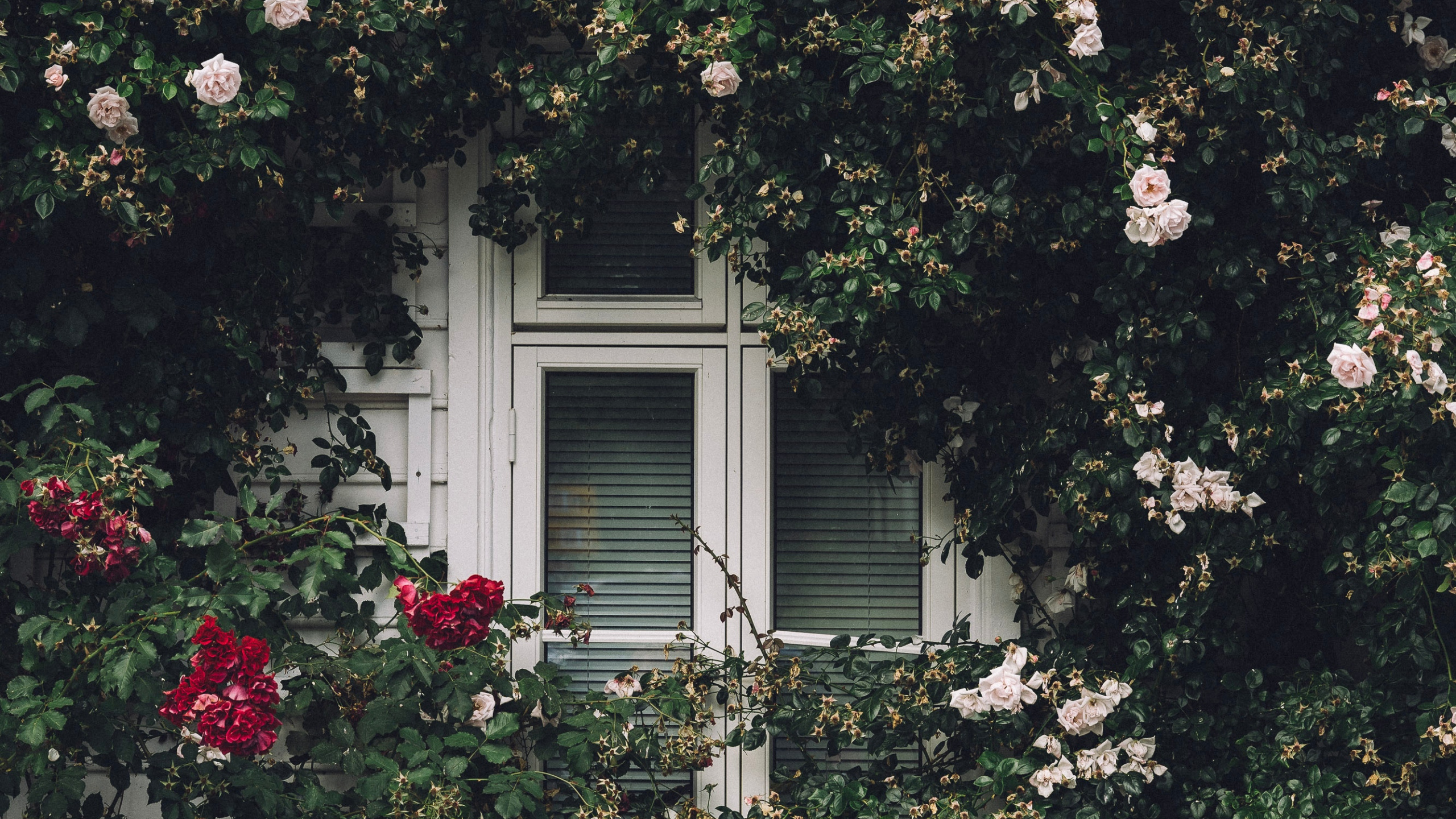 Обои окно, Хаус, родина, свойство, дерево в разрешении 2560x1440