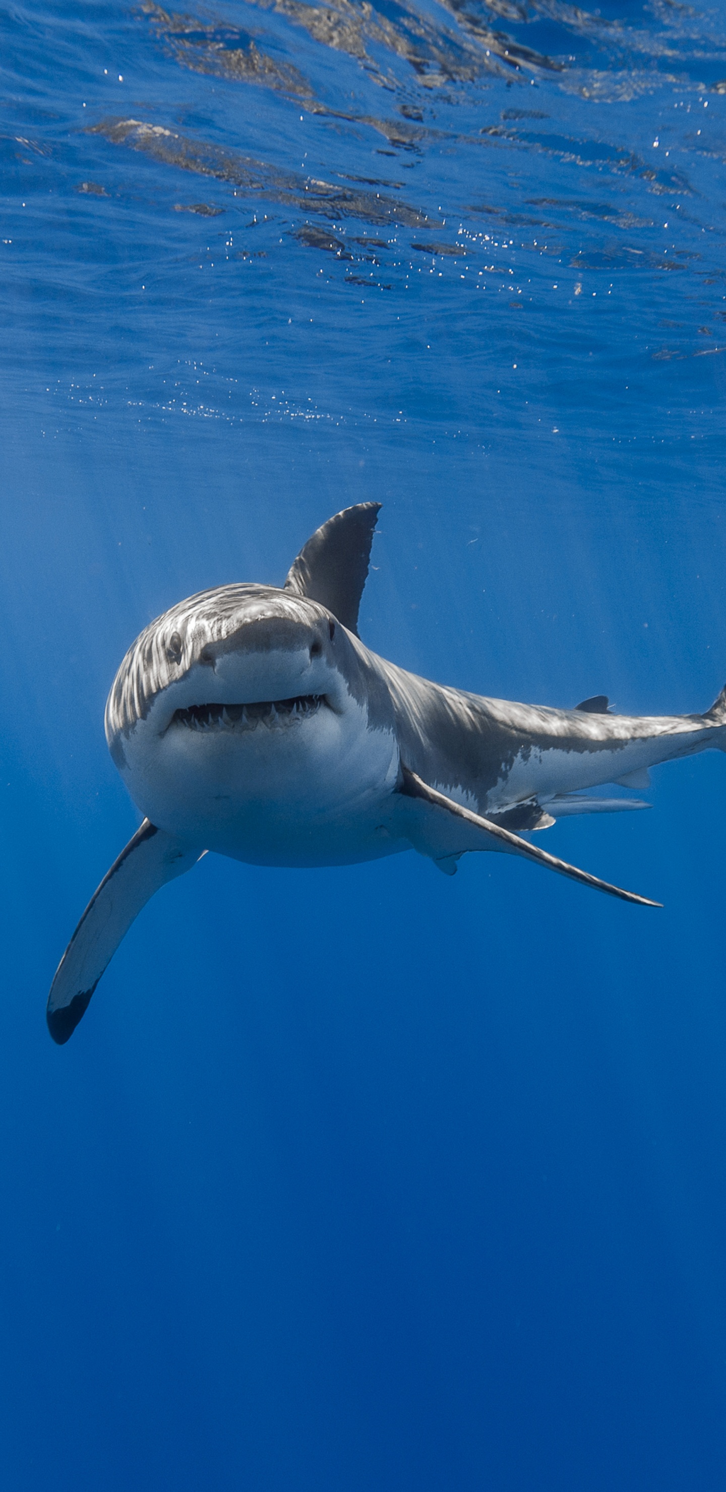 Обои большая белая акула, вода, акула, морская биология, Lamniformes в разрешении 1440x2960