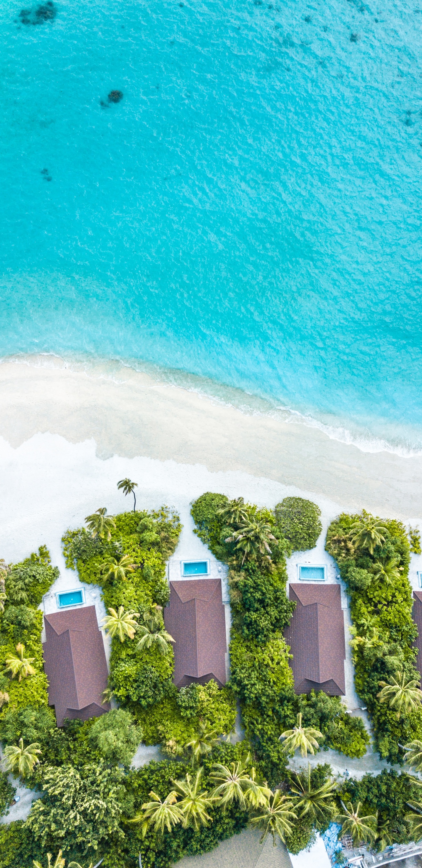 Обои вода, зеленый, бирюза, лето, дерево в разрешении 1440x2960