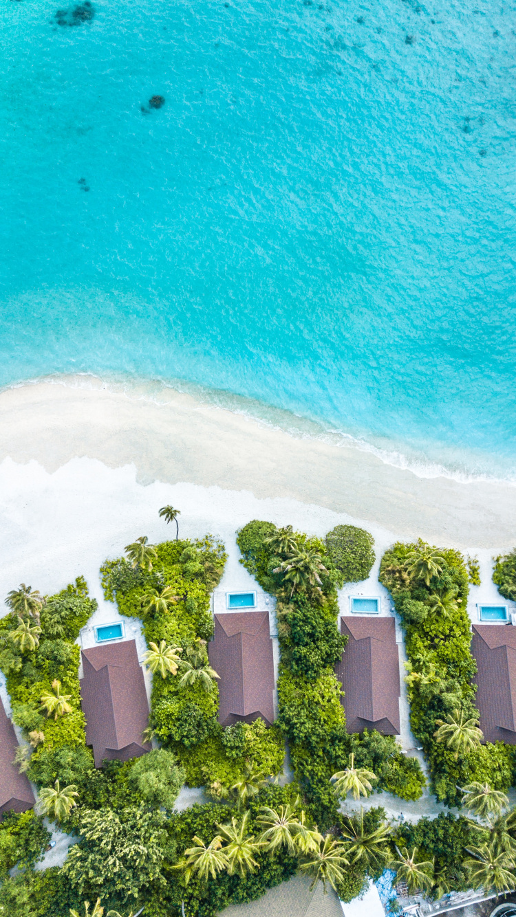 Обои вода, зеленый, бирюза, лето, дерево в разрешении 750x1334