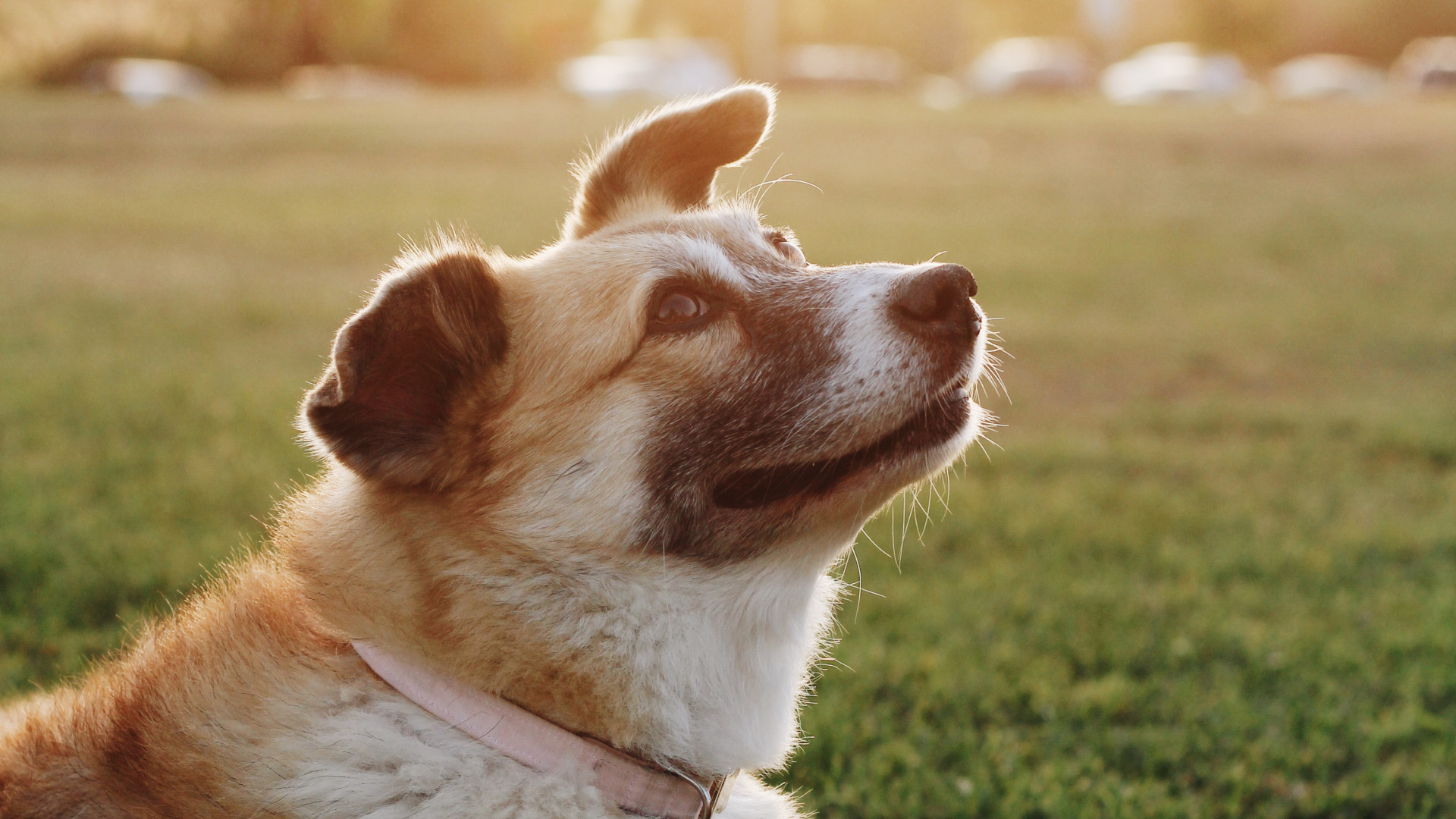Обои новошотландский ретривер, собака породы, пес, Псовые, собака компаньон в разрешении 1920x1080