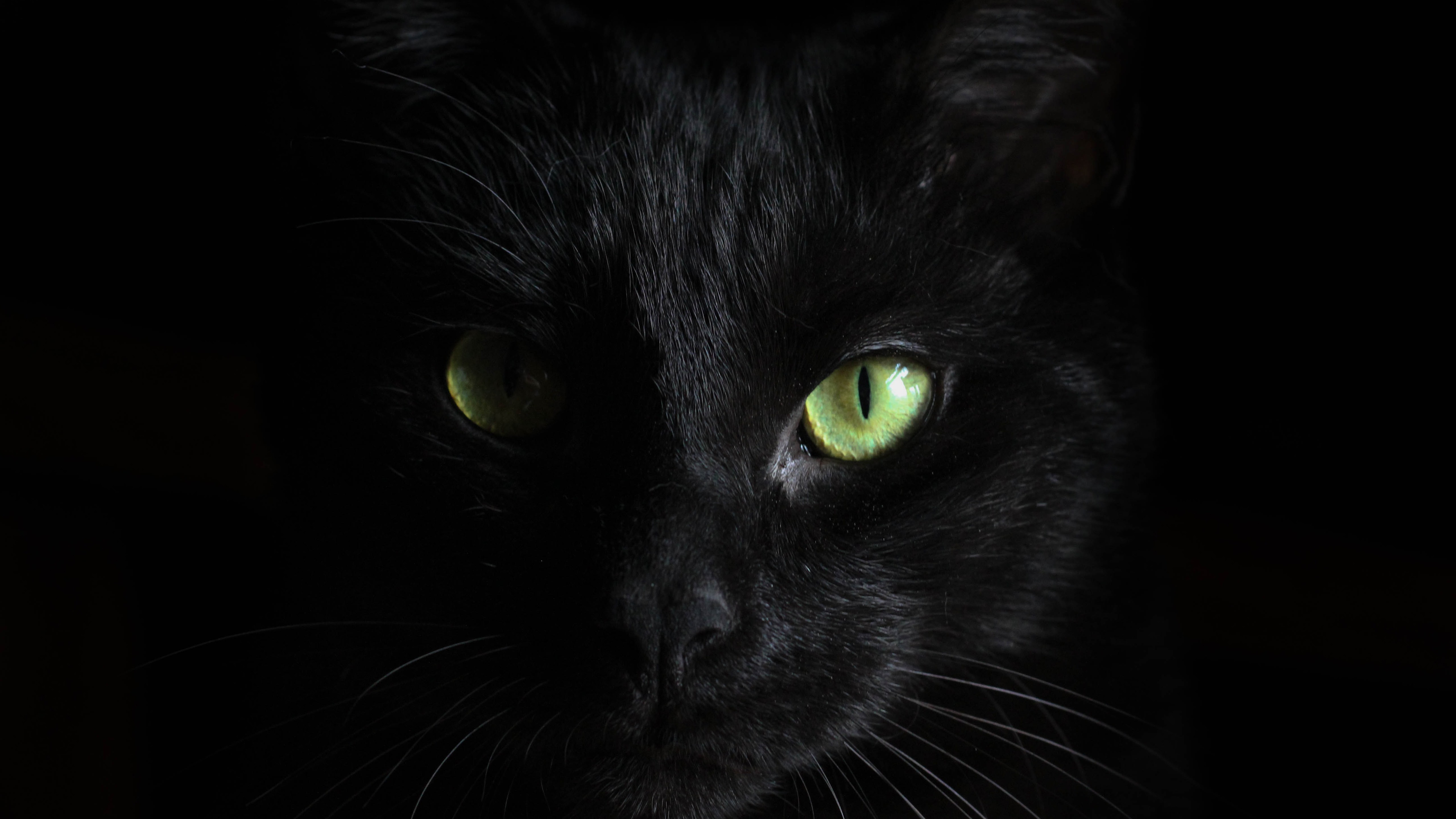 Британская Черная Кошка Фото