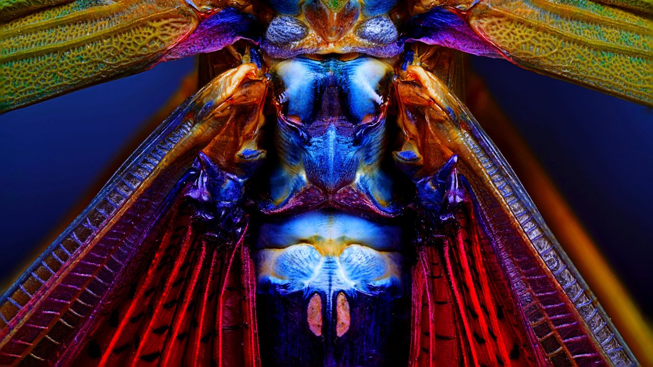 Обои синий, пурпур, красочность, пурпурный цвет, электрик в разрешении 4000x2250