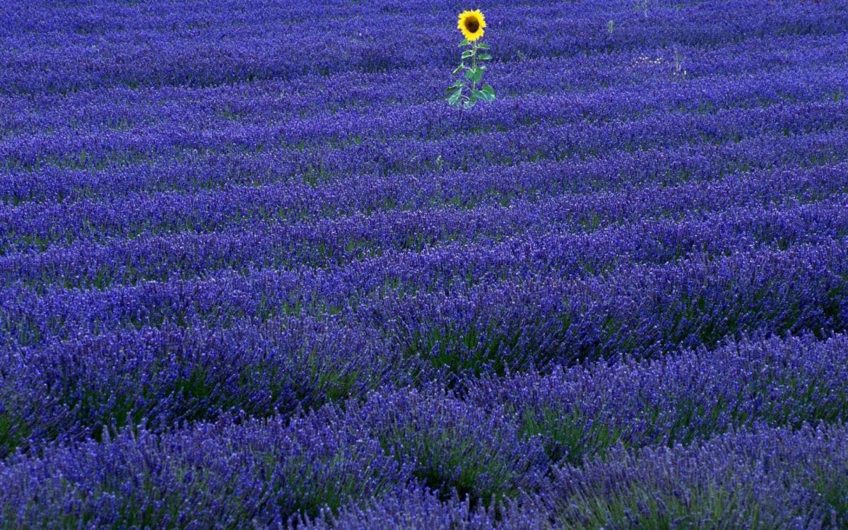 Обои английский лаванды, цветковое растение, пурпур, растение, луг в разрешении 1920x1200