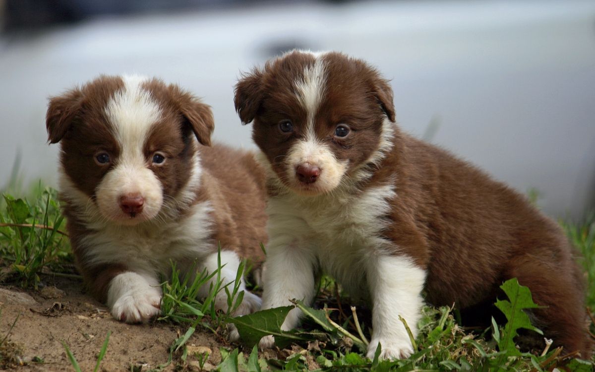 Обои щенок, лабрадор, Колли, собака породы, миниатюрная австралийская овчарка в разрешении 2560x1600