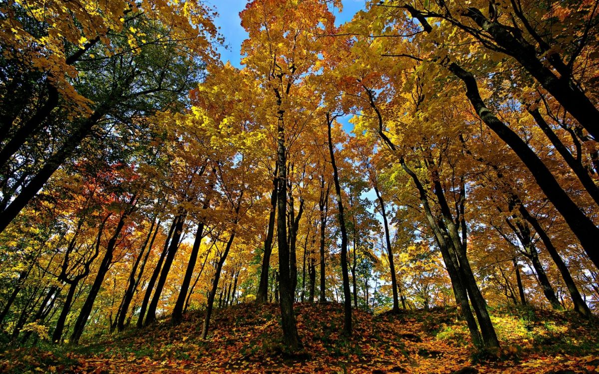 Обои лесистая местность, дерево, природа, лес, листопадные в разрешении 1920x1200