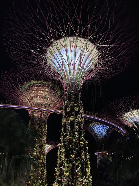 Обои Сингапур, Марина Сити Парк, достопримечательность, ночь, зеленый в разрешении 1536x2048