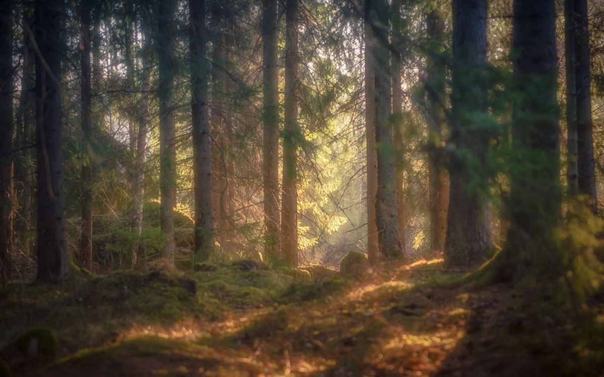 Обои лесистая местность, лес, растительность, природа, живопись в разрешении 2560x1600