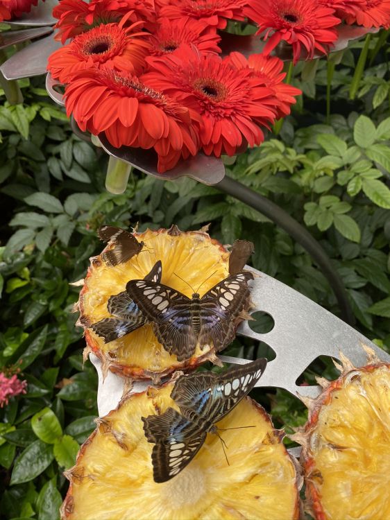 Обои цветок, желтый, лепесток, беспозвоночных, насекомое в разрешении 1536x2048