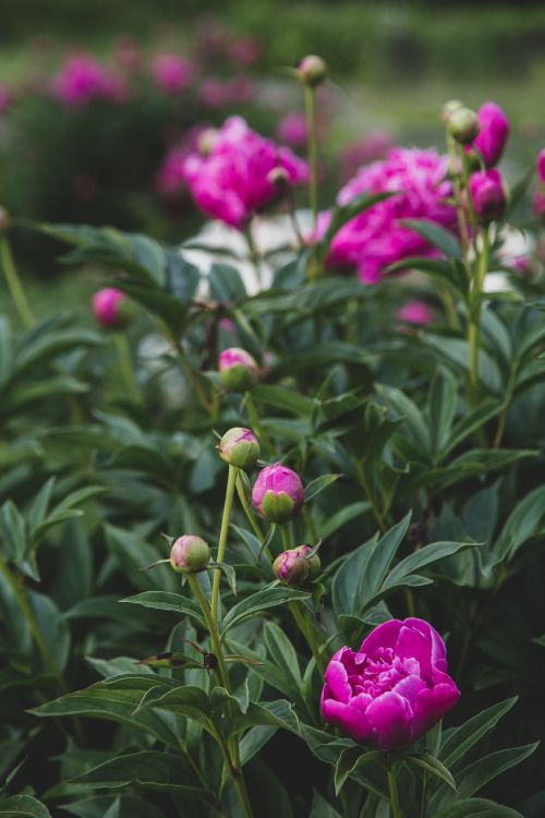 Обои пион, цветок, цветковое растение, растение, розовый в разрешении 2667x4000