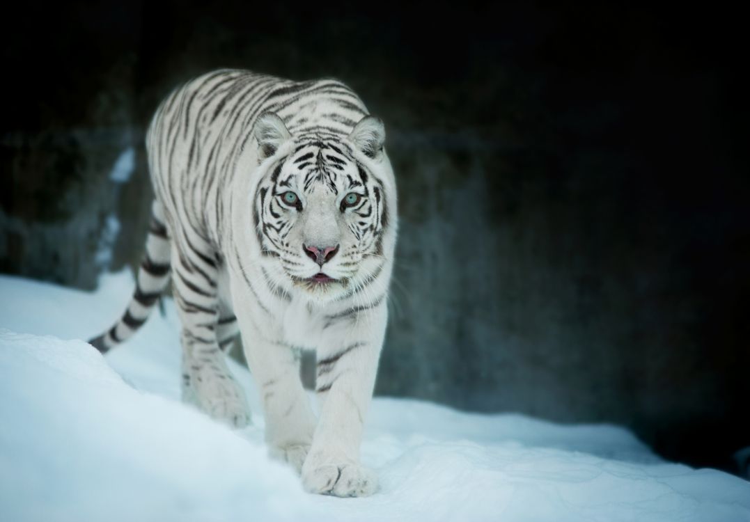Обои Белый тигр, бенгальский тигр, кошачьих, Амурский тигр, тигр в разрешении 2670x1858