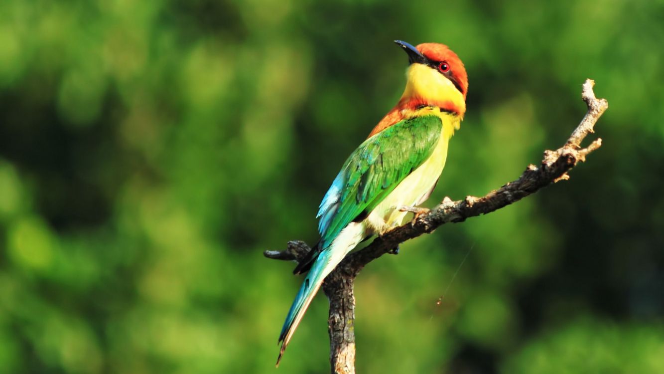 Обои птица, клюв, ракшеобразных, пчелоед, живая природа в разрешении 2560x1440