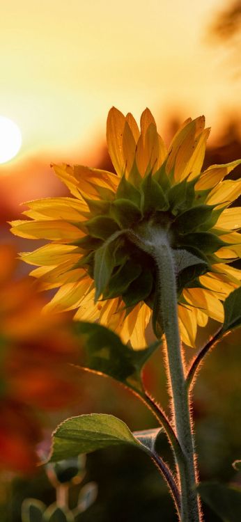 Обои доброе утро для друзей, утро, цветок, растение, лепесток в разрешении 1080x2340