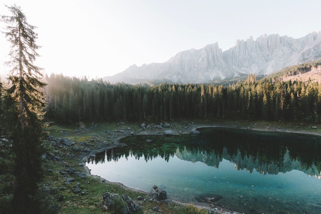 Обои пихта, лес, озеро, природный ландшафт, природа в разрешении 5760x3840