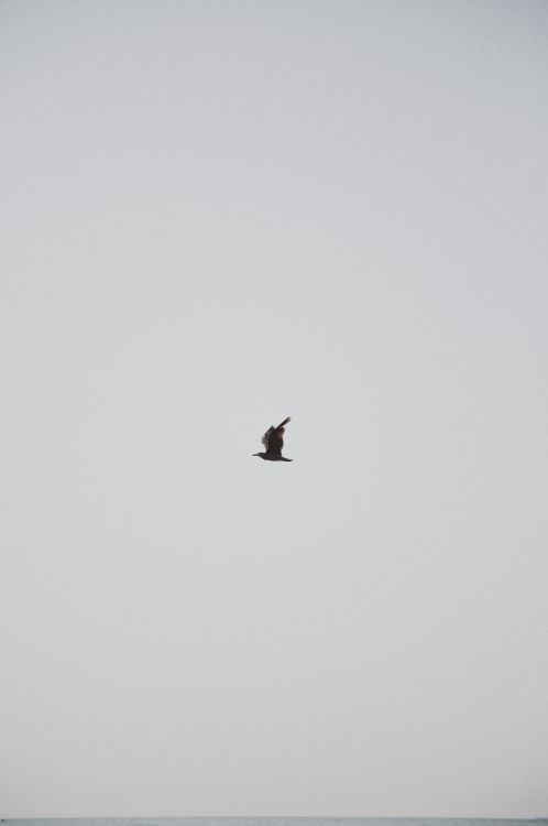 Обои птица, крыло, полет, клюв, морская птица в разрешении 2515x3785