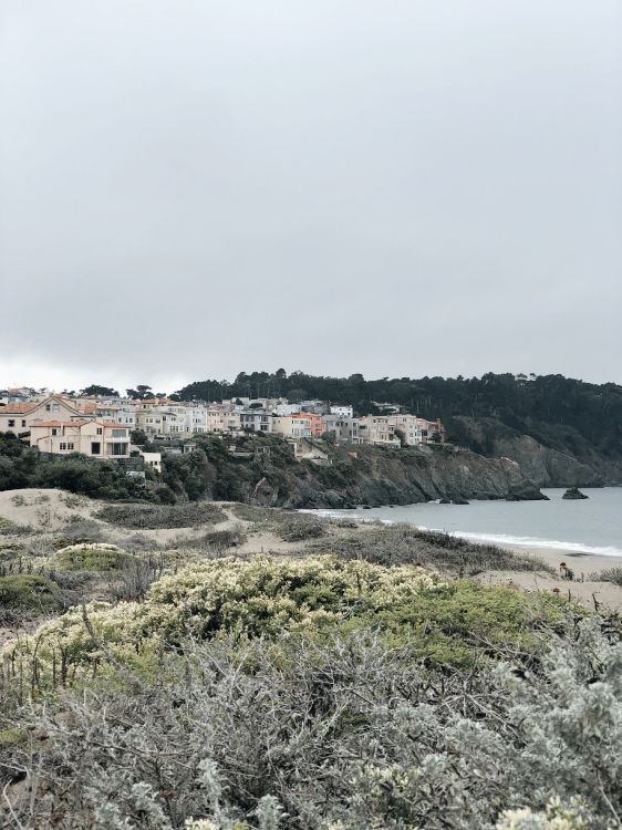 Обои побережье, растительное сообщество, биология, наука, растительность в разрешении 3024x4032