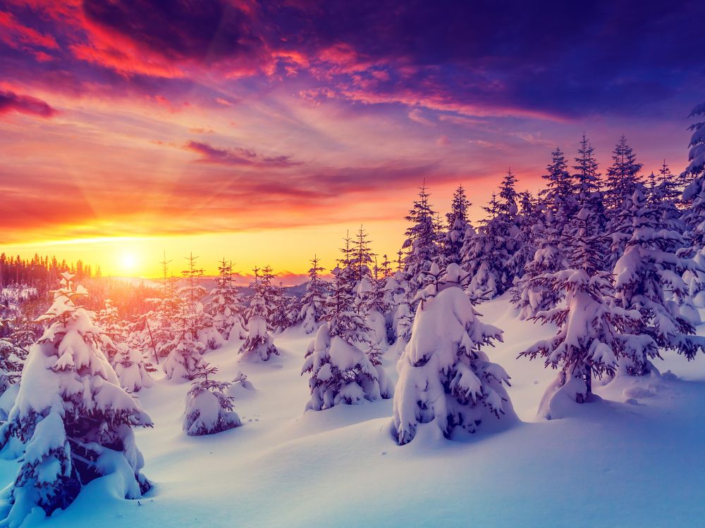 Обои зима, снег, природа, дерево, замораживание в разрешении 7360x5520