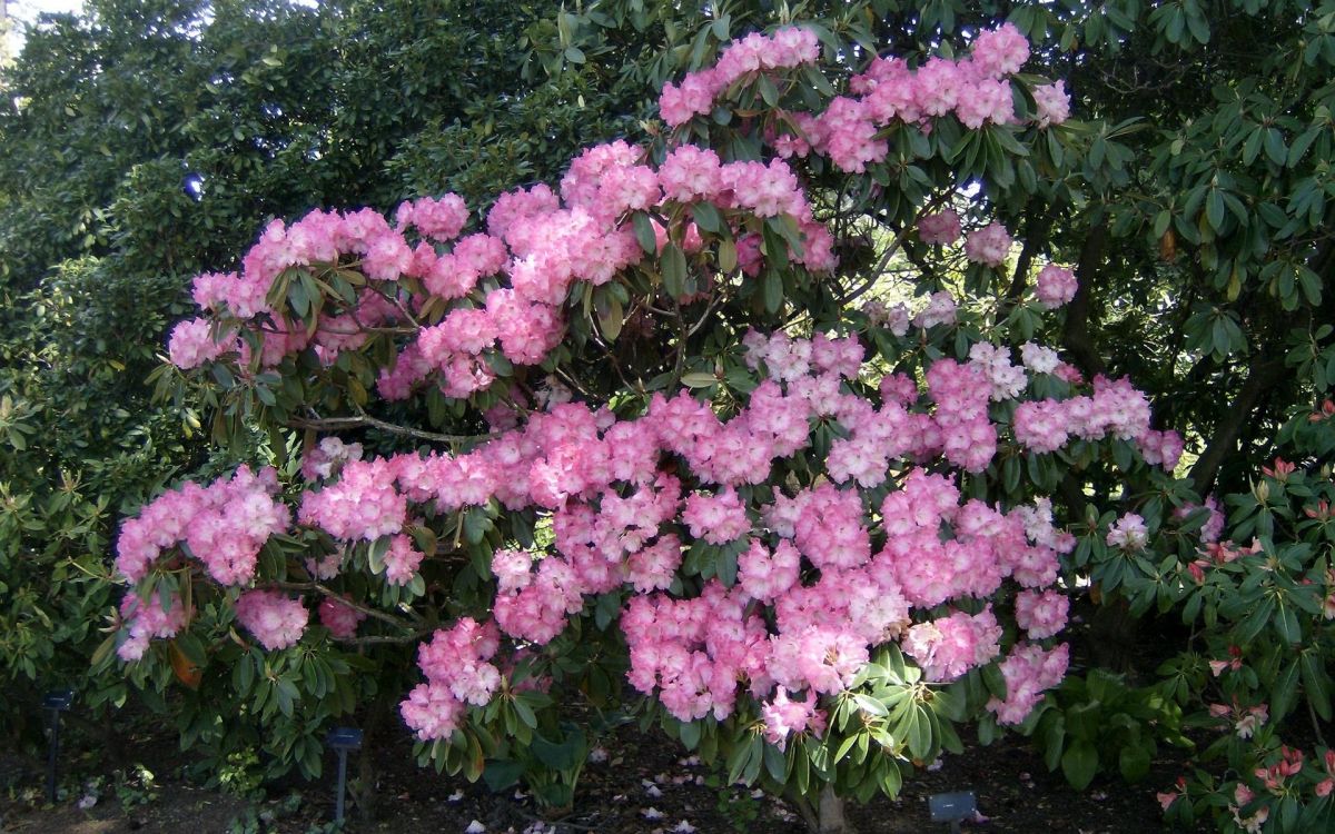 Обои Азалия, рододендрон, цветковое растение, сад, растение в разрешении 1920x1200