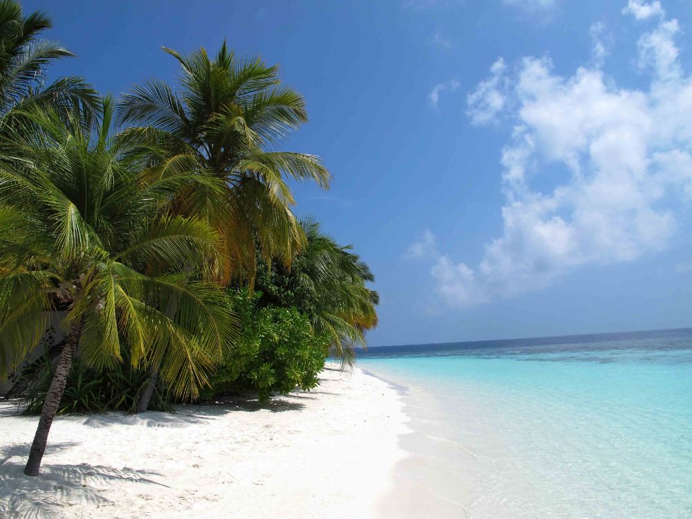 Обои пляж, прибежище, тропическая зона, Пальма, Карибский бассейн в разрешении 3648x2736