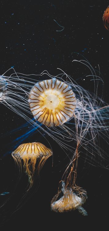 Обои морские беспозвоночные, растение, арт, электрик, космос в разрешении 1422x3000