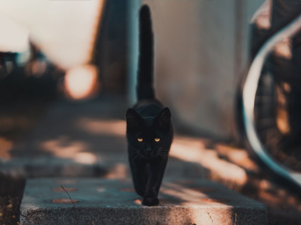 Обои черная кошка, кот, железо, кошачьих, бакенбарды в разрешении 5819x4364
