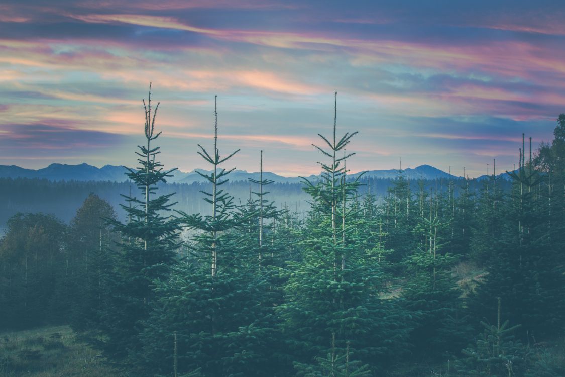 Обои пейзажи гор, семейства сосновых, дерево, хвойными лесами, елово пихтовые леса в разрешении 6000x4000