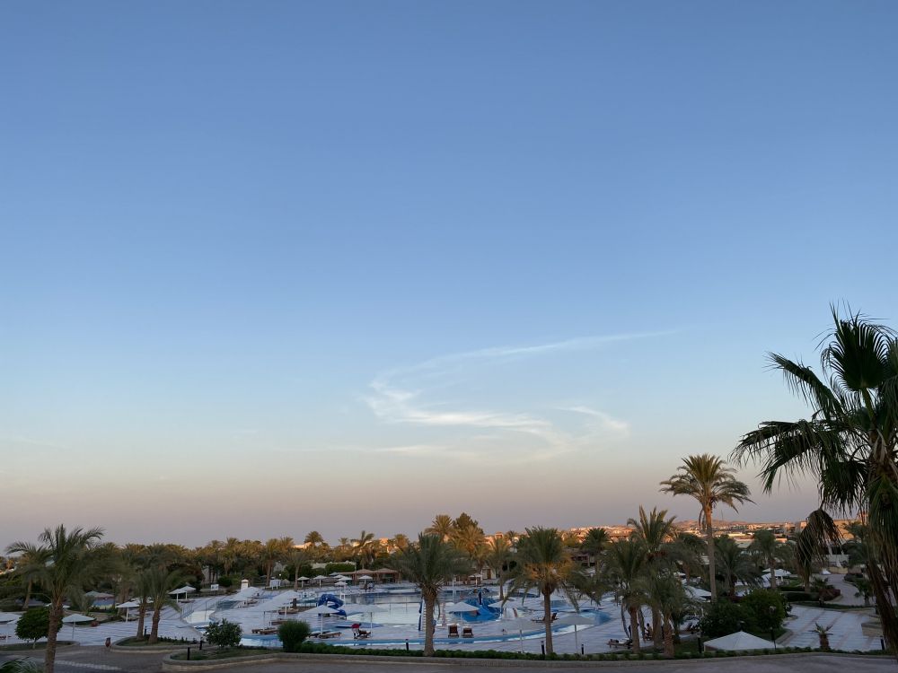 Обои пальмовые рощи, наука, биология, дерево, древесные растения в разрешении 2048x1536